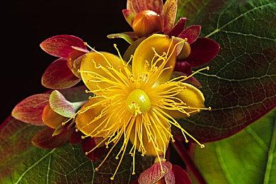 《艾尔登法环》“仓鼠玩家”攒了8000万卢恩 真惊人